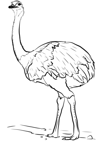 Emu Bird  Coloring Page